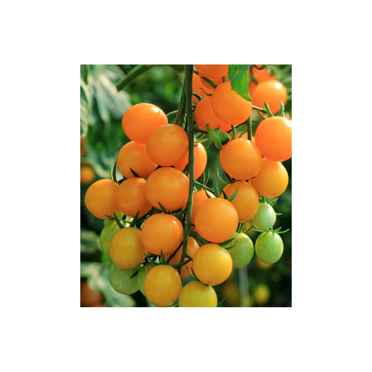 Tomato Plants - 'Sun Gold' - 6 x Plug Plant Pack