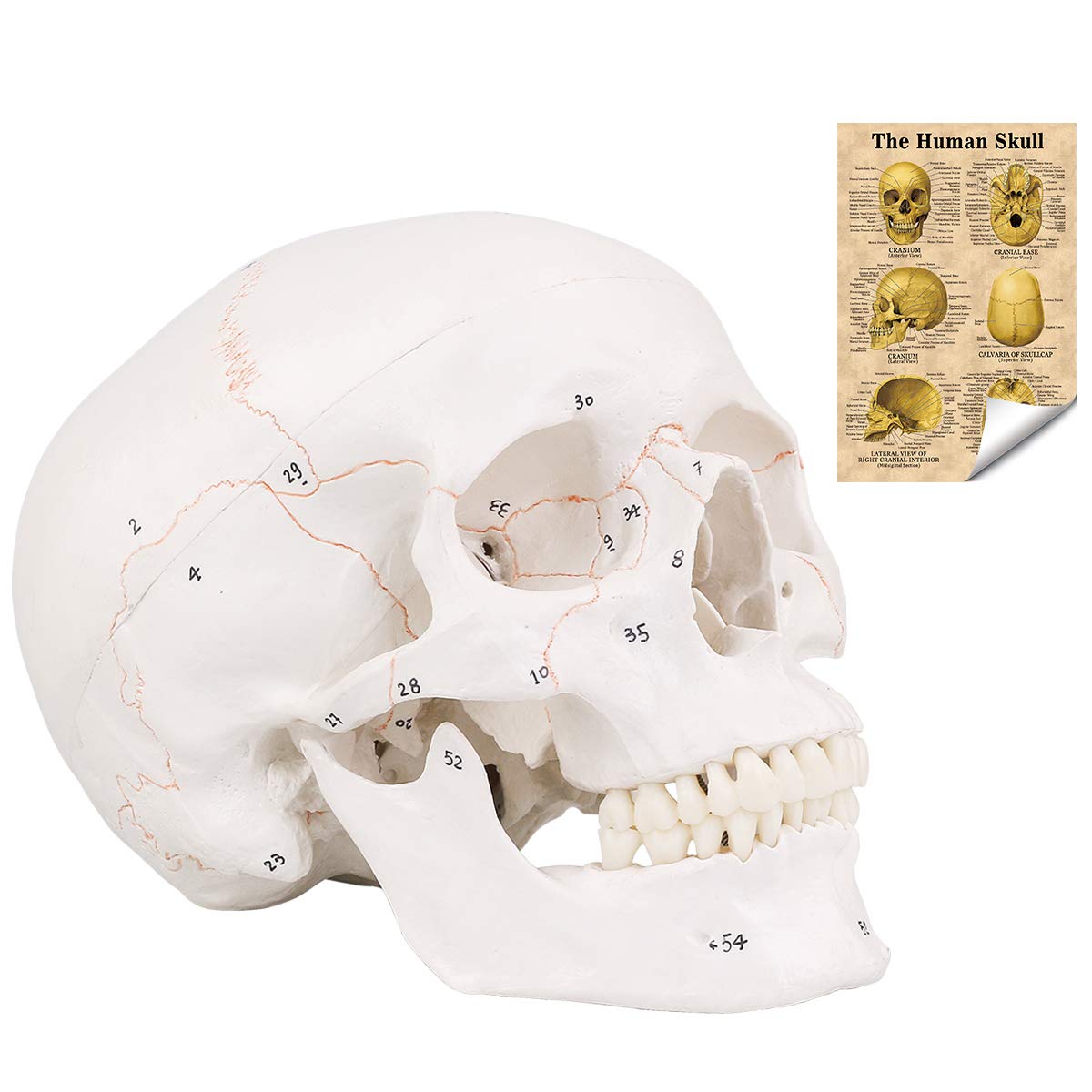 LYOU Upgraded Life Size Human Head Skull Anatomical Model with Newest Laser-Etched Fonts Not Hand Write Number, Not Smudged for Medical Student Human Anatomy Study Course ly-skull02 1