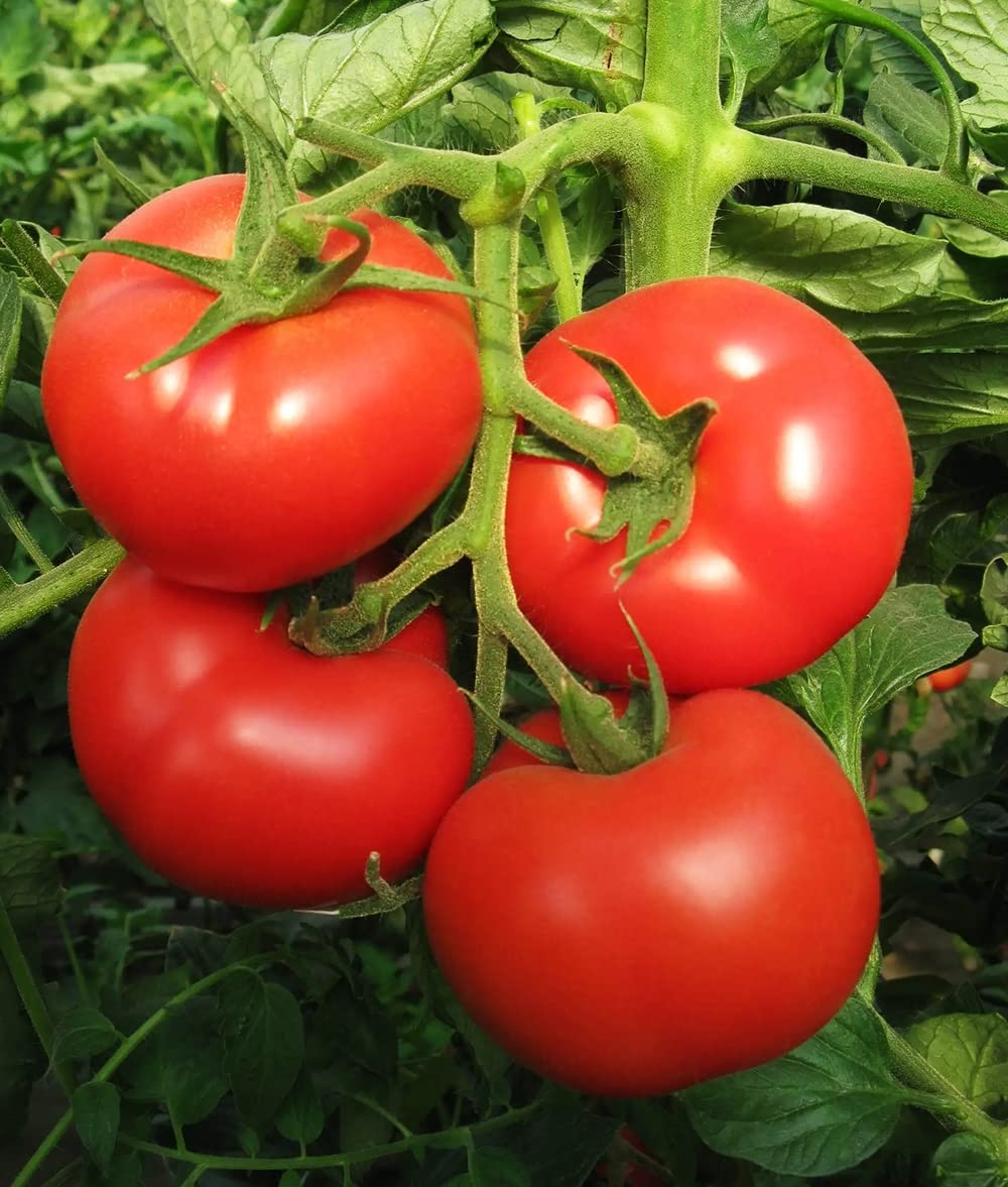 200Stück Tomatensamen Schadstofffrei Gemüse Outdoor Blumen Hof Terrasse Pflegeleicht Natürliches Wachstum Garten Hof Pflanzen Wahl Einstiegssorte