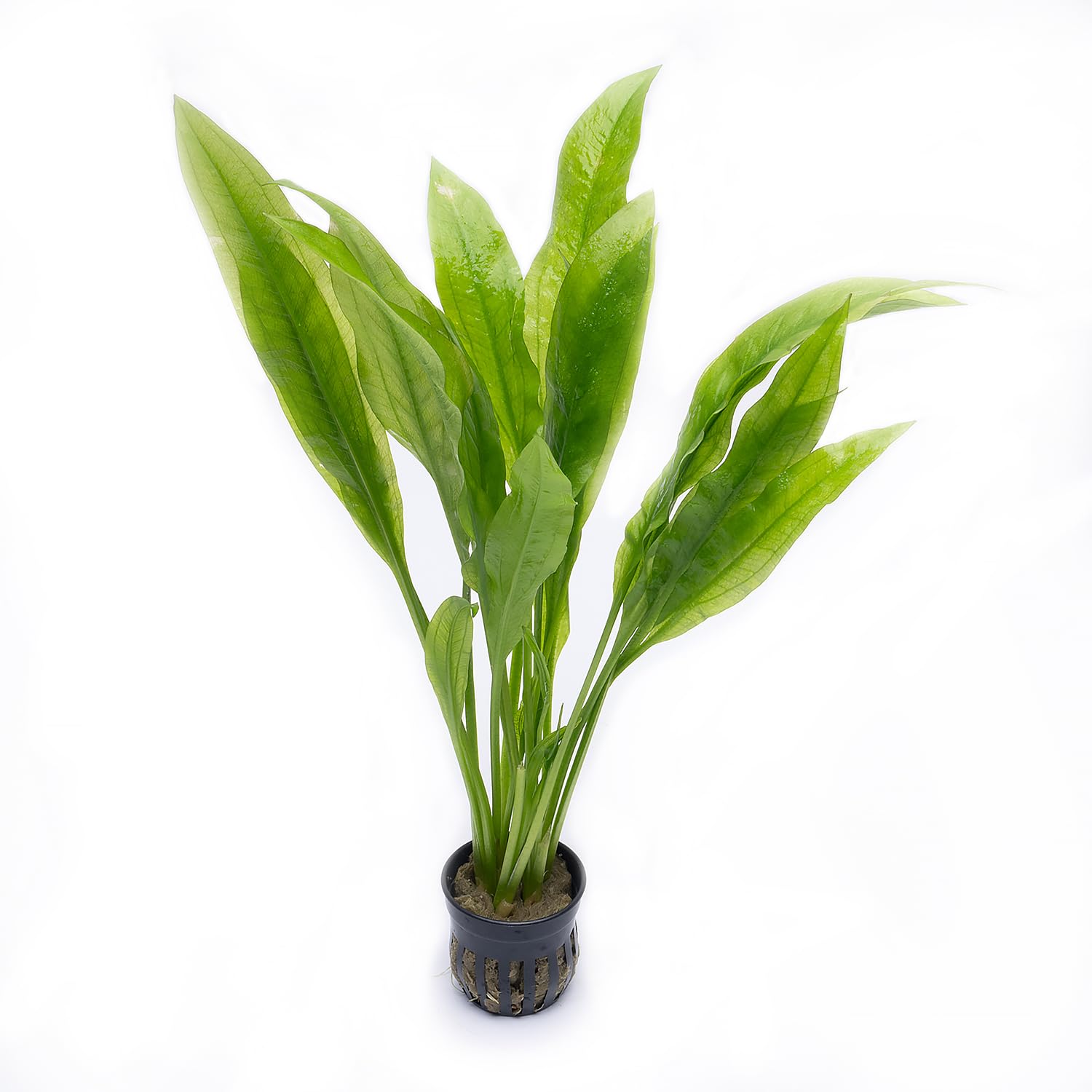 Amazon Sword Echinodorus Bleheri Live Plant for Freshwater Aquariums, Natural Fish Tank Decorations, and Aquatic Decor (1 Pot (2-3 Plants))