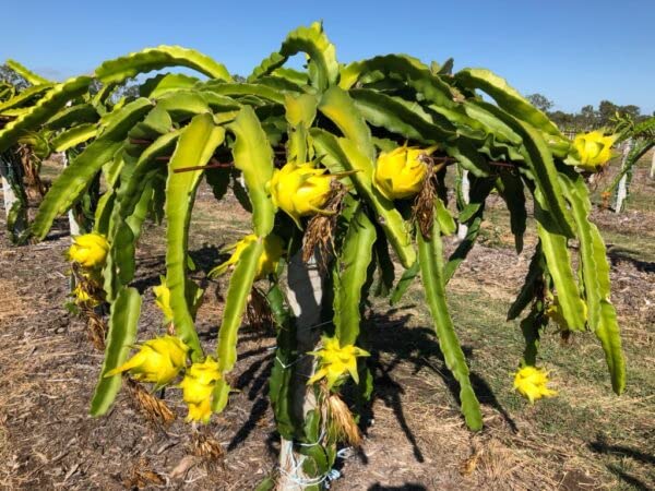 THAI DRAGON FRUIT PLANT (Yellow)