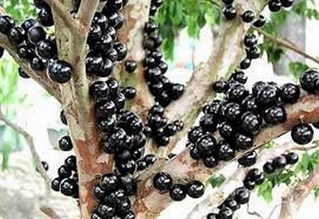 Creative Farmer Jaboticaba -Native To Southeastern Brazil Healthy Fruit Plant