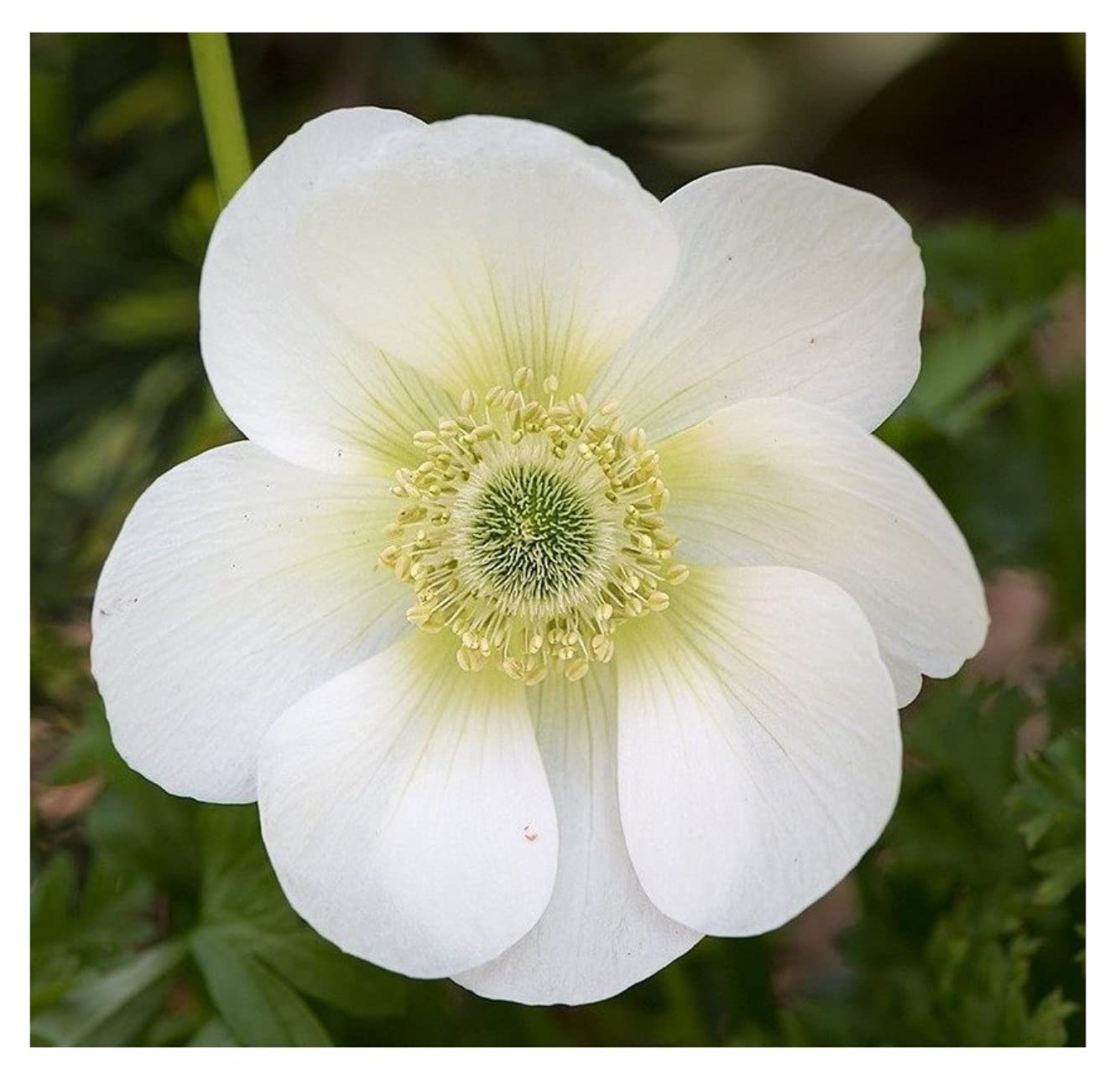 20x Anemone Coronaria The Bride White Spring Summer Flowering Corms Garden De Caen Perennial Flower Plant Bulbs Size 5/6