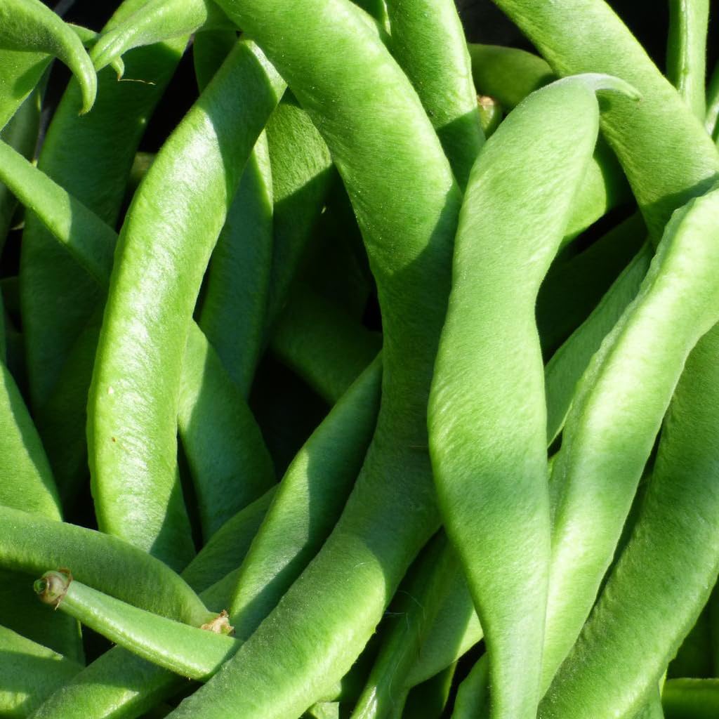 Runner Bean Scarlet Emperor Butter Bean Vegetable Plant Seeds - 30 Organic Seeds