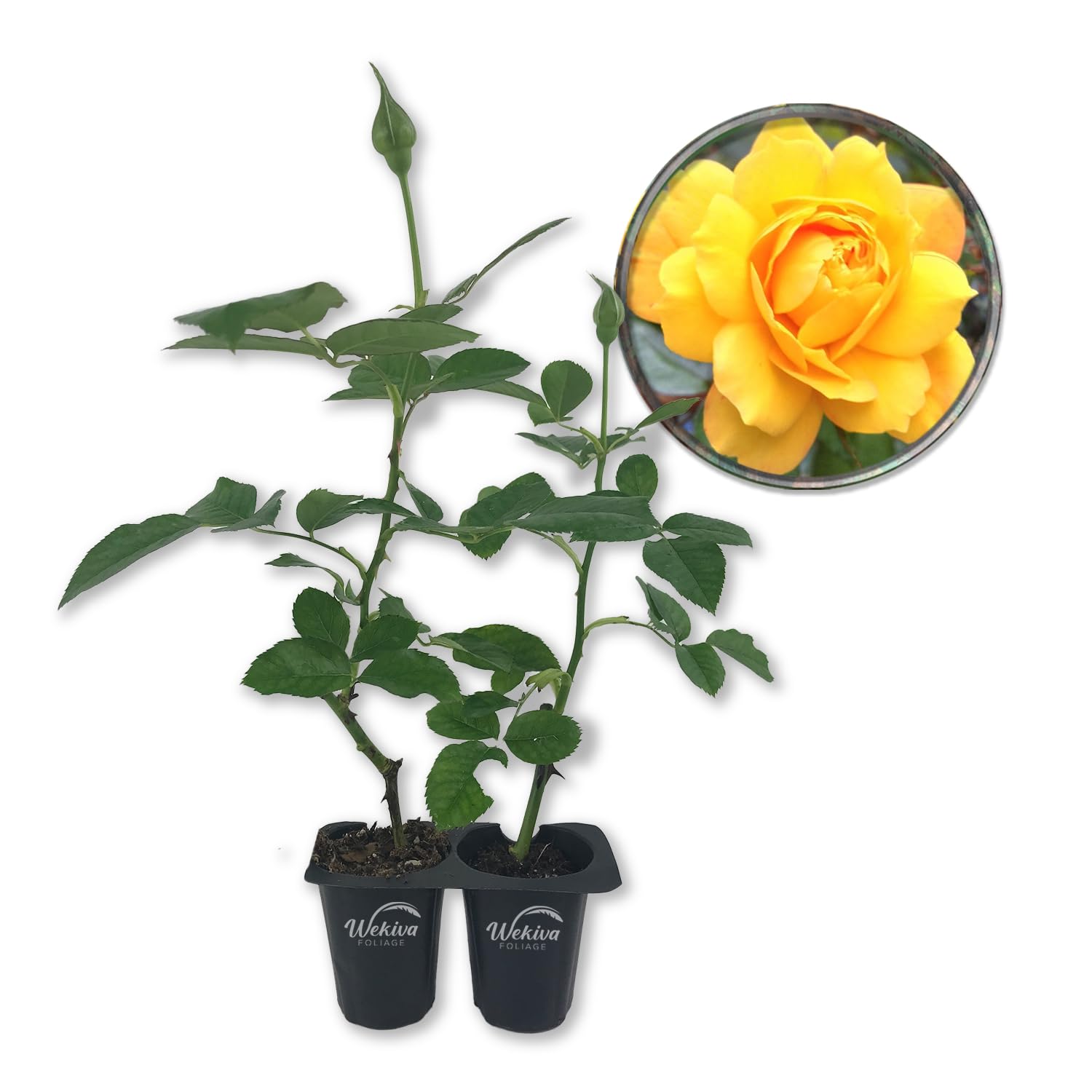 Gold Medal Rose Bush - 2 Live Starter Plants in 2 Inch Pots - Beautifully Fragrant Roses from Florida - A Beautiful Rose with Shapely Deep Golden Blooms