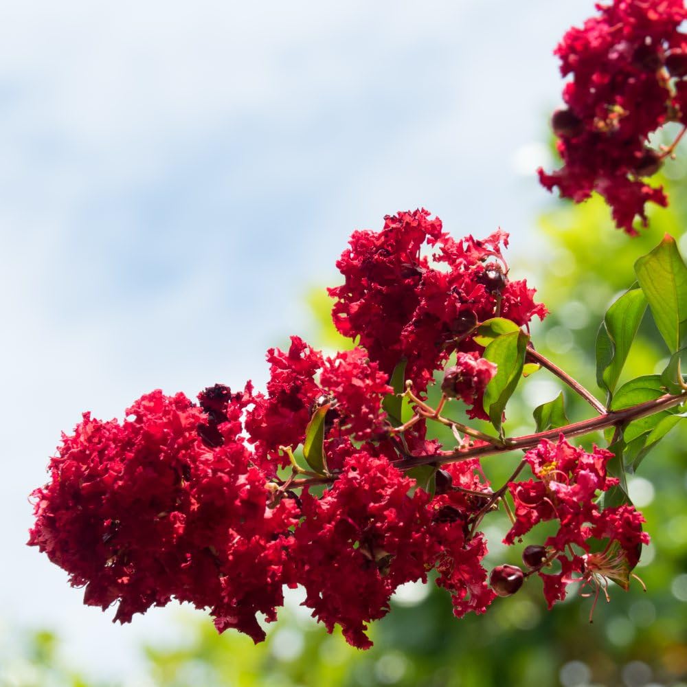 Lagerstroemia Indica 'Dynamite' - Hardy Crape Myrtle Shrub with Brilliant Red Crepe-Like Flowers, Long-Lasting Blooms, Ideal for Sunny Patios & Gardens - 1x 10 Litre Pot by Thompson and Morgan