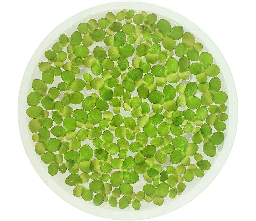 Giant Duckweed, Spirodela polyrhiza, Live Aquarium/Aquatic/Freshwater/Floating/Pond Plant, Planted Tank, Aquascaping by Aquarium Plant Center (30 Plants)