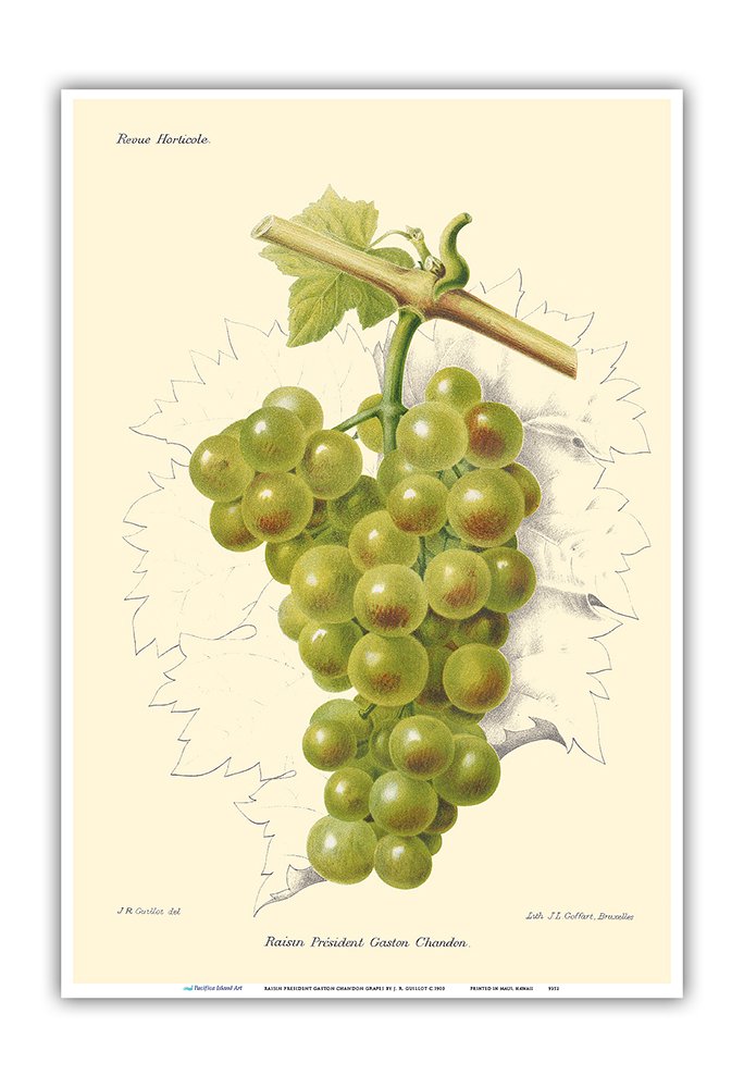 Pacifica Island Art Raisin President Gaston Chandon Grapes - Champagne Grapes - Vintage Botanical Illustration by J. R. Guillot c.1903 - Master Art Print 13" x 19" PRTC9352