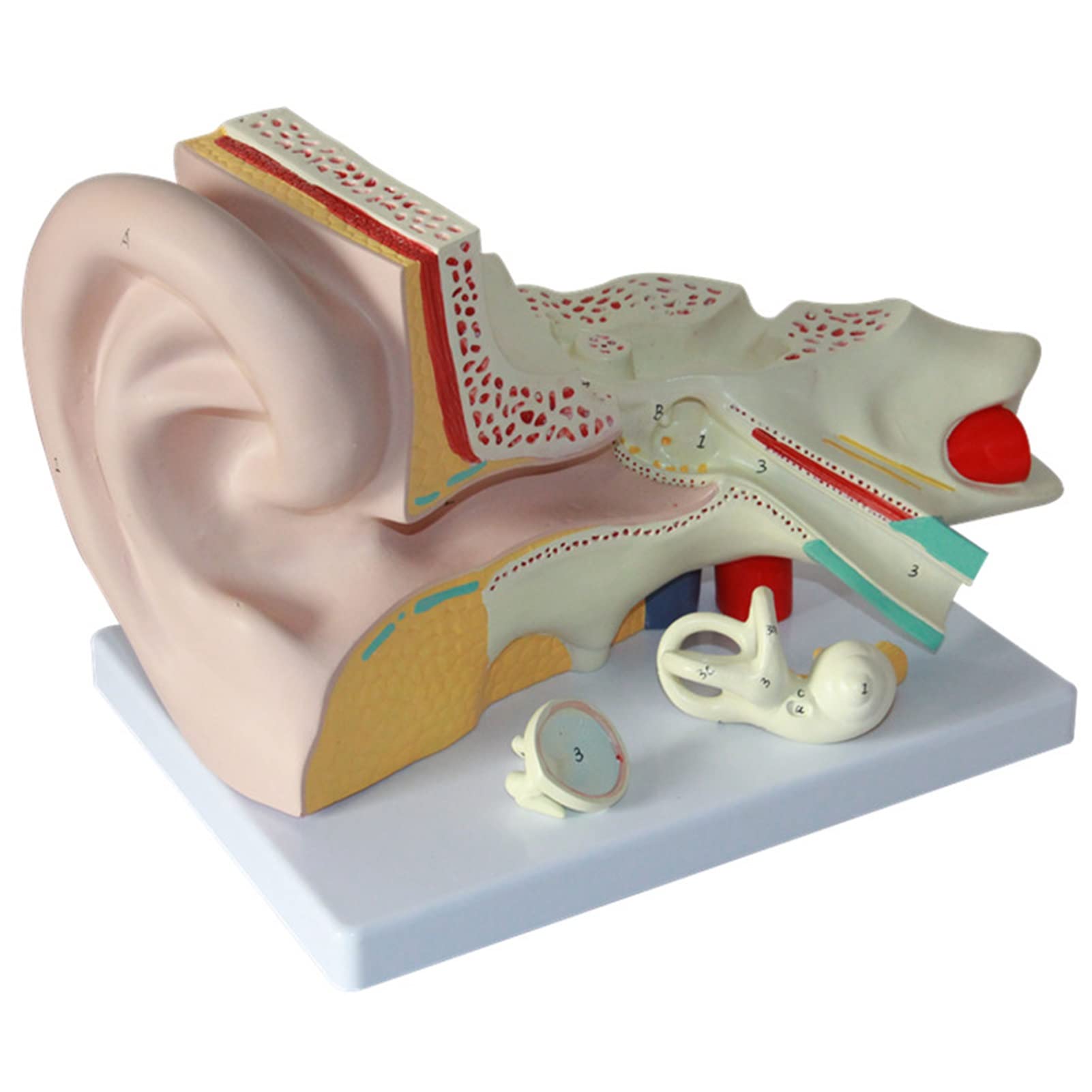 Buy FETION Human Ear Anatomy Model, 3 Times Life-Size Model with 3 ...