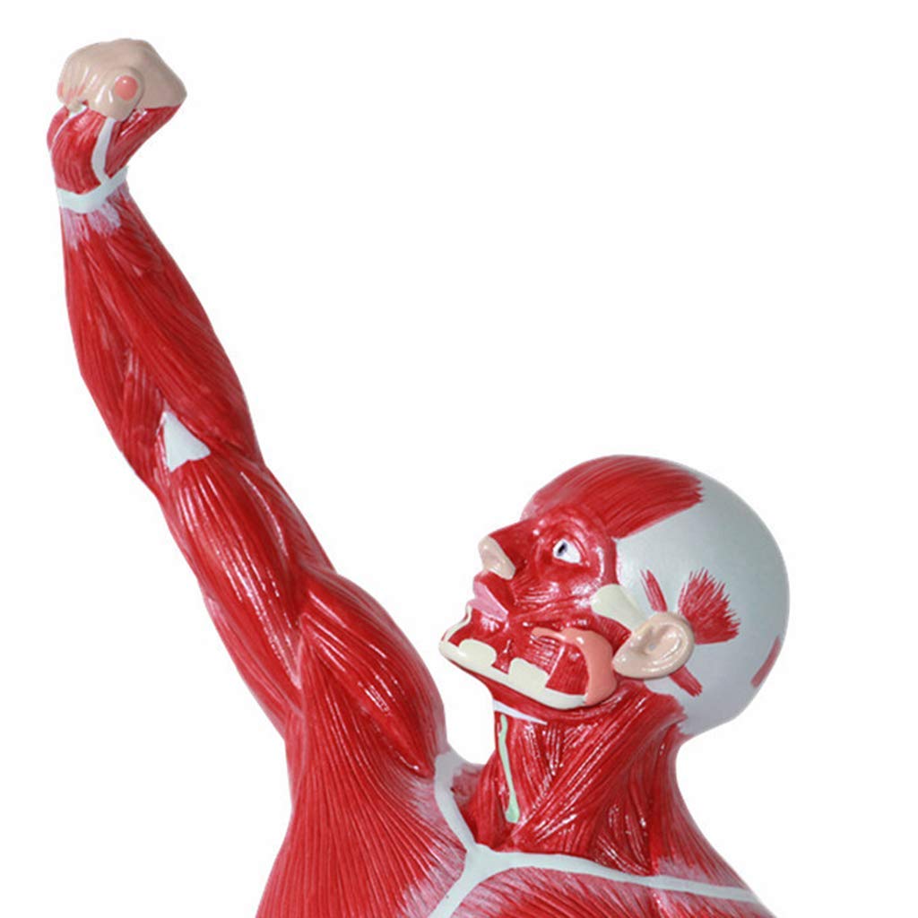 Buy Human Muscle Anatomical Model - 50CM Human Anatomy Model - Medical ...