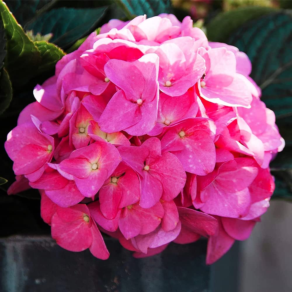 20pcs Roze Hortensia Zaden voor Tuinieren Landschap Patio Planten Kleurrijke Struik Bloem Verse Aroma Aantrekken Vlinders Bijen