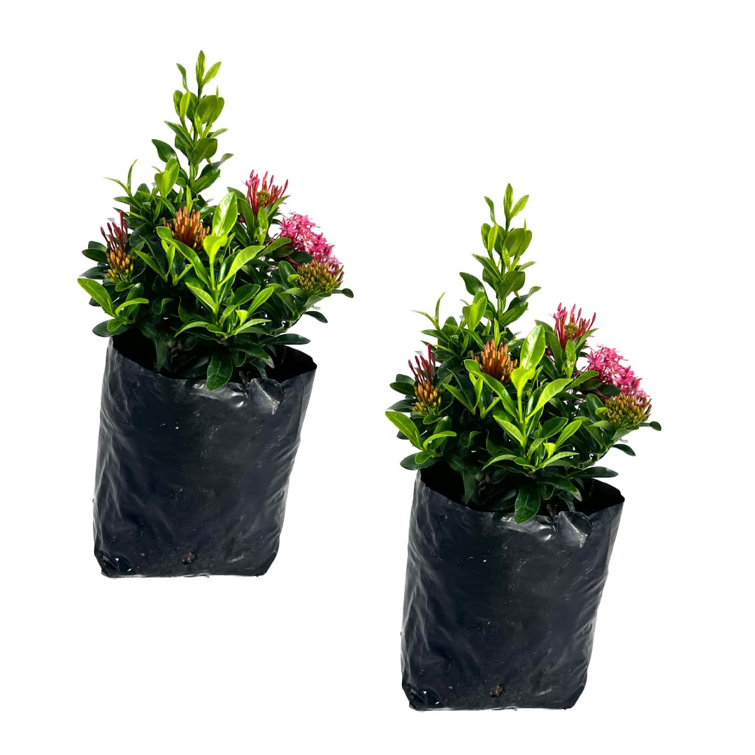 Ixora Dwarf Pink (2pack) by LEAL PLANTS ECUADOR | Dwarf Pink Ixora | Natural Décor Plant | Evergreen Live Indoor Plant