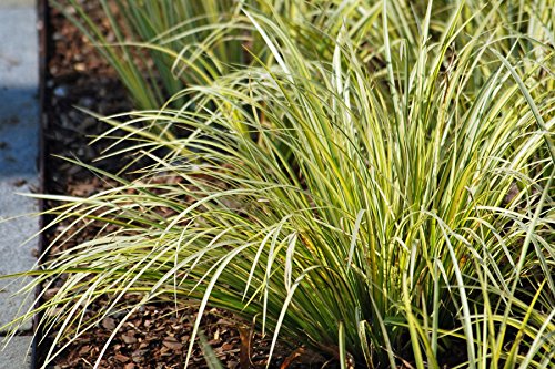 Perennial Farm Marketplace Acorus g. 'Variegatus' (Variegated Japanese Sweet Flag) Ornamental Grass, 1 Quart, Green/White Foliage