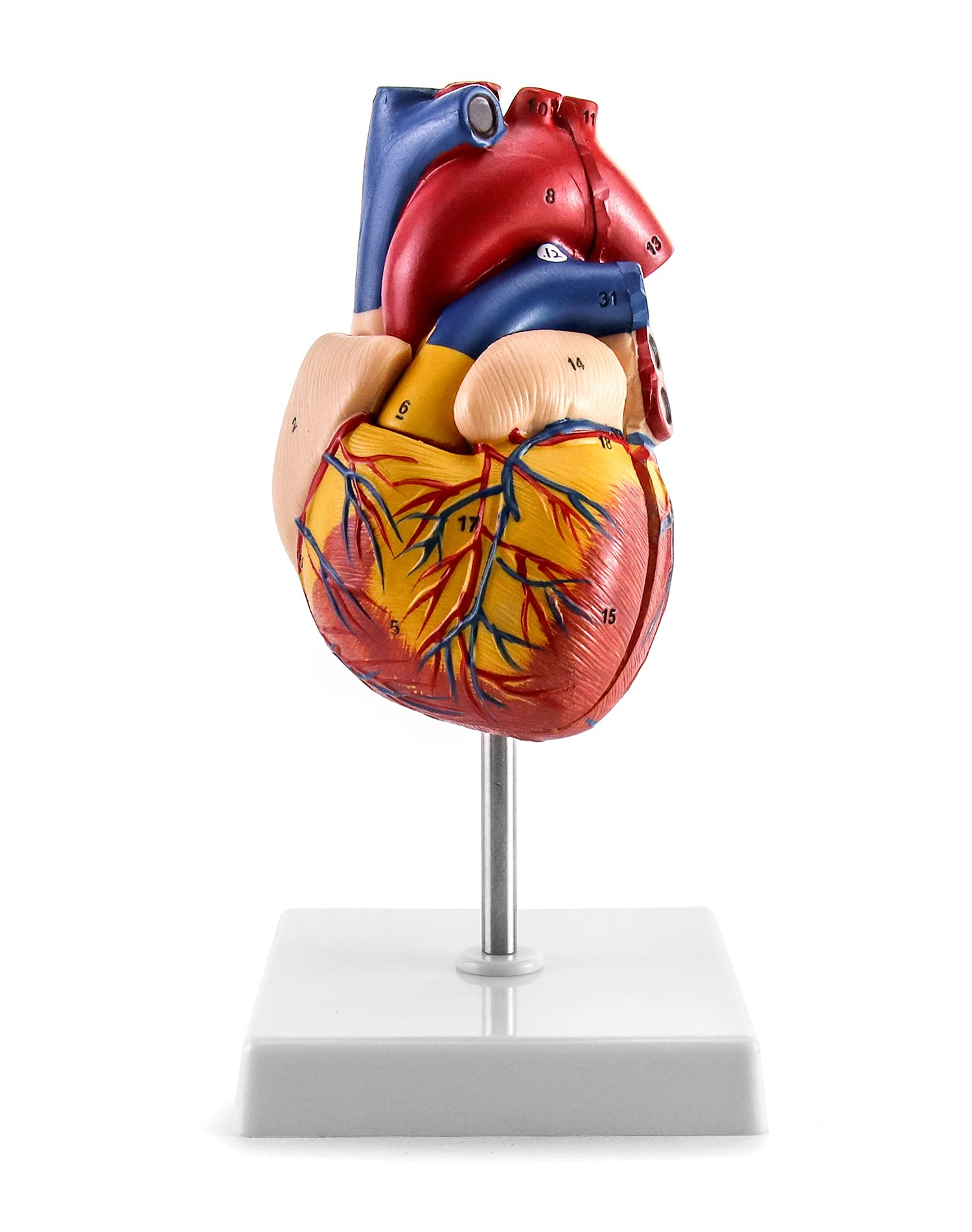 QWORK Human Heart Model, Anatomically Accurate Numbered 2-Part Life Size Heart Medical Model with 34 Anatomical Structures, Held Together with Magnets on Base