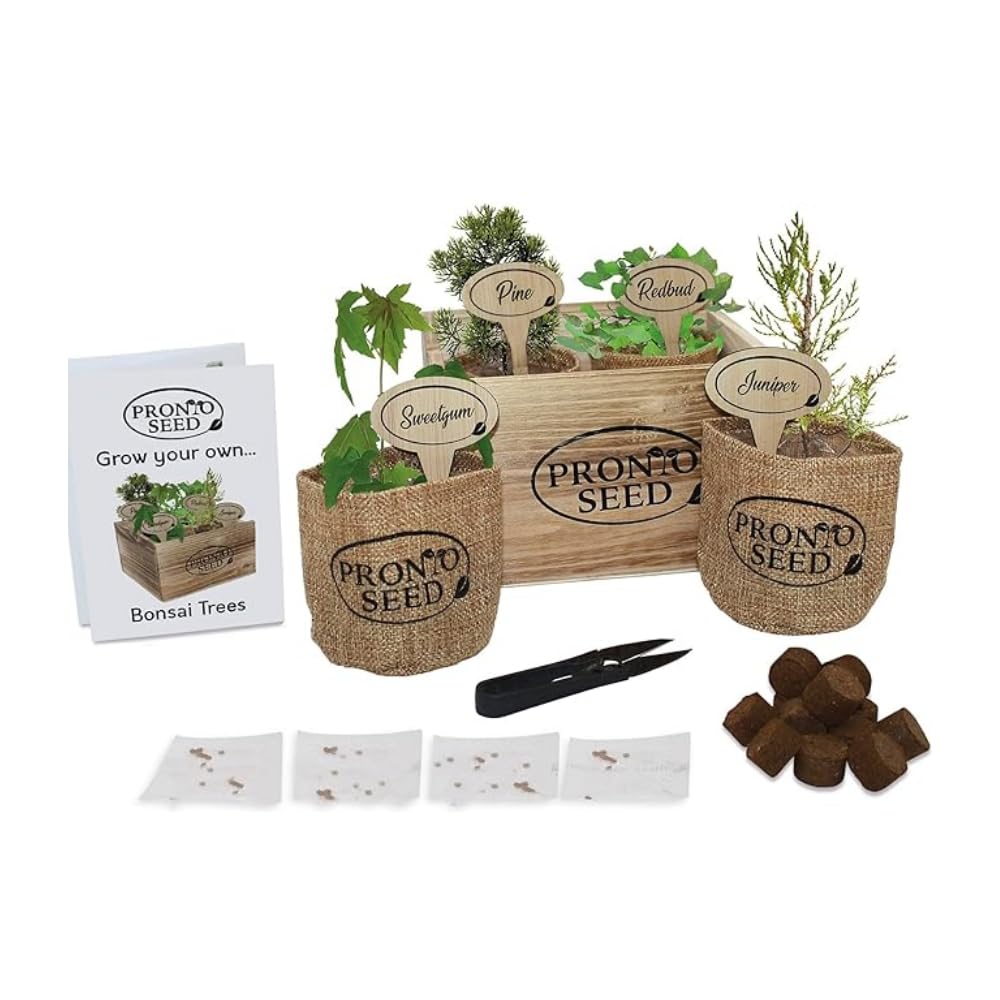 Pronto Seed Grow Your Own Bonsai Tree Kit - Indoor Gardening Gifts for Women and Men - Bonsai Tree Indoor Plant - Great Fathers Day Gift - in Reusable Wooden Box Complete with Bonsai Trimming Tool