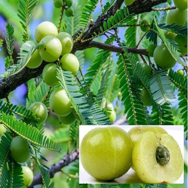 Hybrid Green Amla GRAFTED Live Plant, Pack Of 1 Healthy Plant, Gooseberry Plant "Fruit After Next Season"