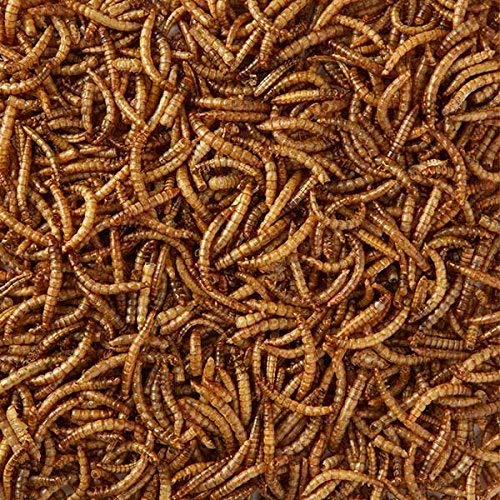 MALTBY'S STORES 4KG WILD BIRD DRIED MEALWORMS WILD BIRD FOOD