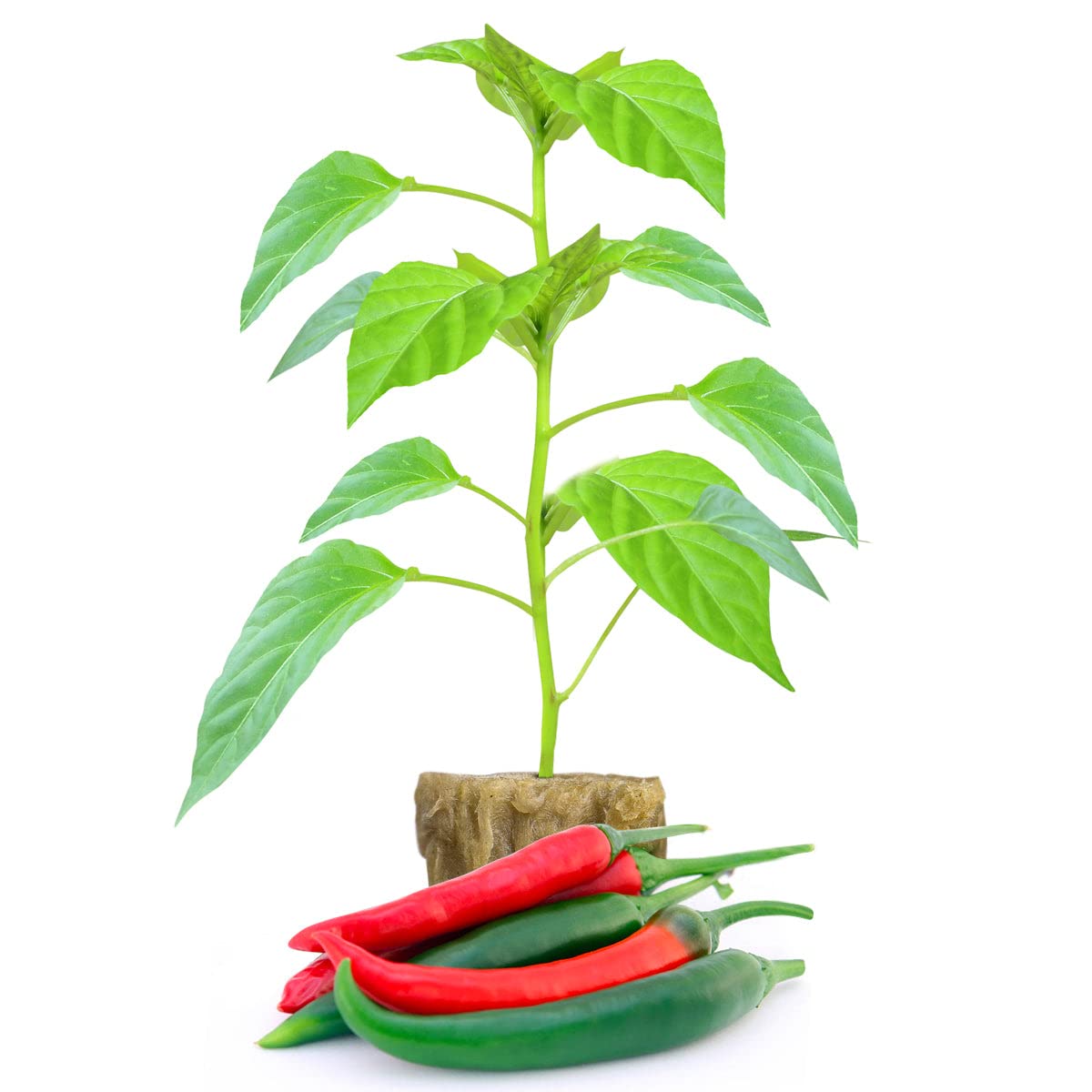 Pepper Joe's Thai Dragon Pepper Plants – 2 Live Hot Chili Plants – 2 to 6 Inches Tall Thai Pepper Seedlings for Garden or Container Planting – USA Grown with Careful Delivery