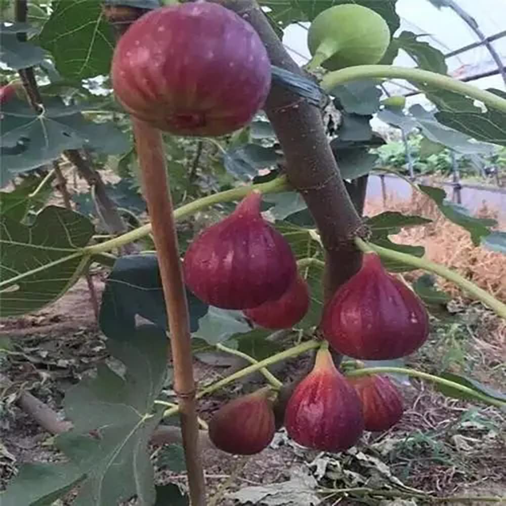 100pcs Rode Vijgen Zaden Verse Struik Ficus Carica Fruit Bomen Zaad Zoete Heerlijke Voedzaam Gemakkelijk te planten in Balkon Tuin Boerderij Tuinieren