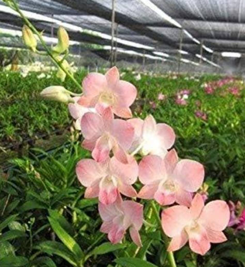 GIRIPAUL ORCHID Presence Beautiful Orchid Plant Sirin Peach