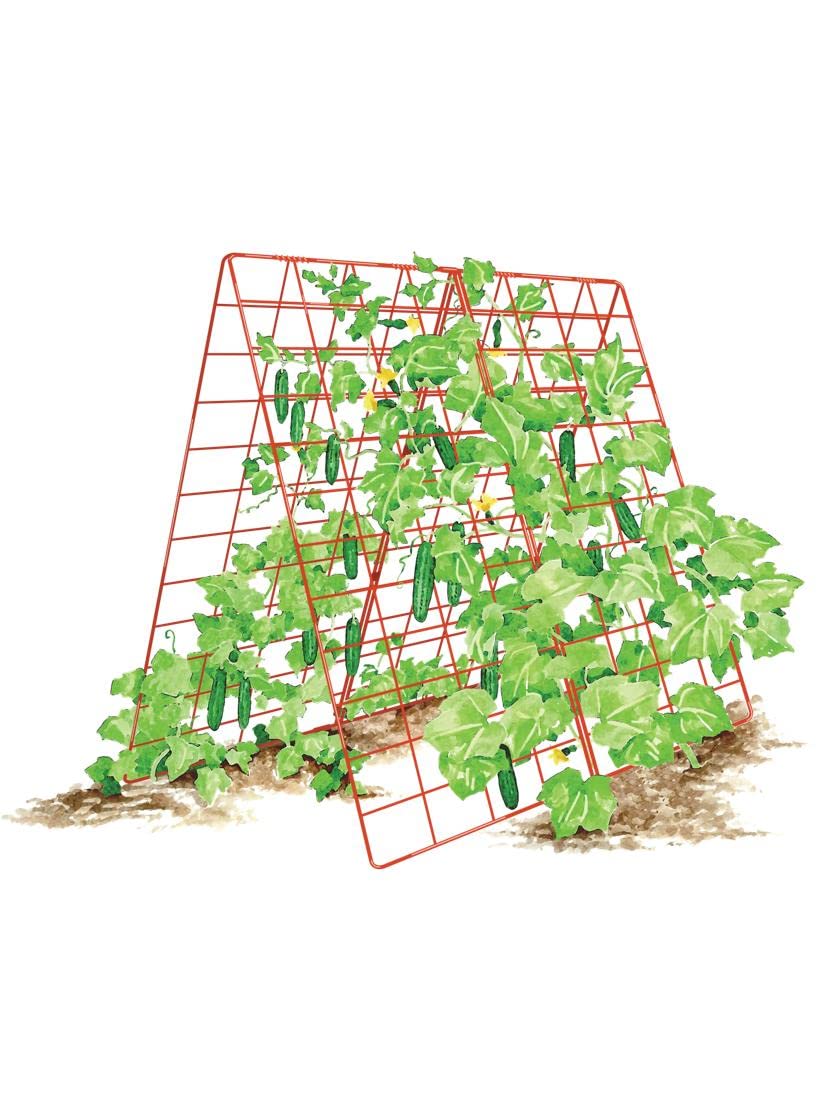 Gardeners Supply Company Deluxe Cucumber Trellis | Easy to Install Raised Garden Bed Cucumbers & Climbing Plants A-Frame Trellis | Outdoor Plant Support w/ 4" Grids for Easy Harvesting | 32"Wx46"H RED