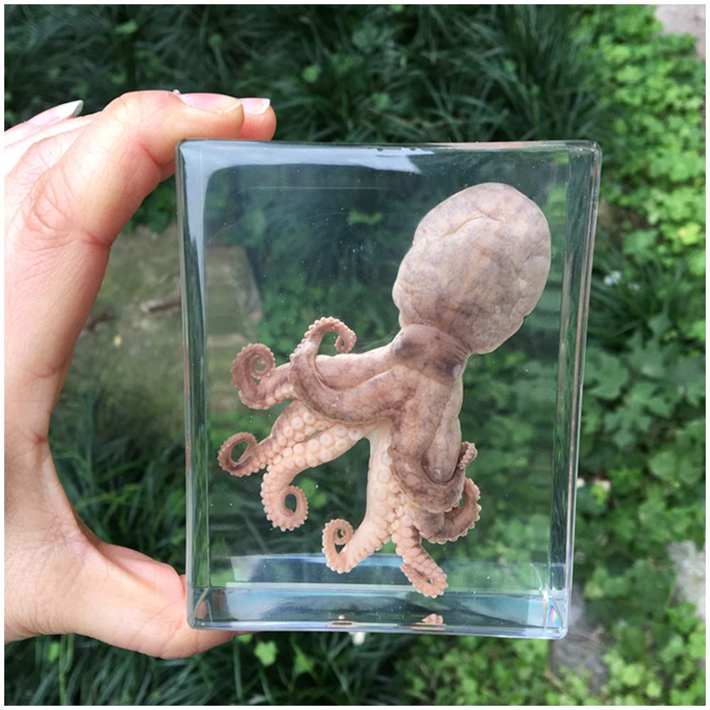 Octopus Specimen - Squid Cuttlefish Specimen - Paperweights Science Classroom Specimens for Science Education Ornament Gift