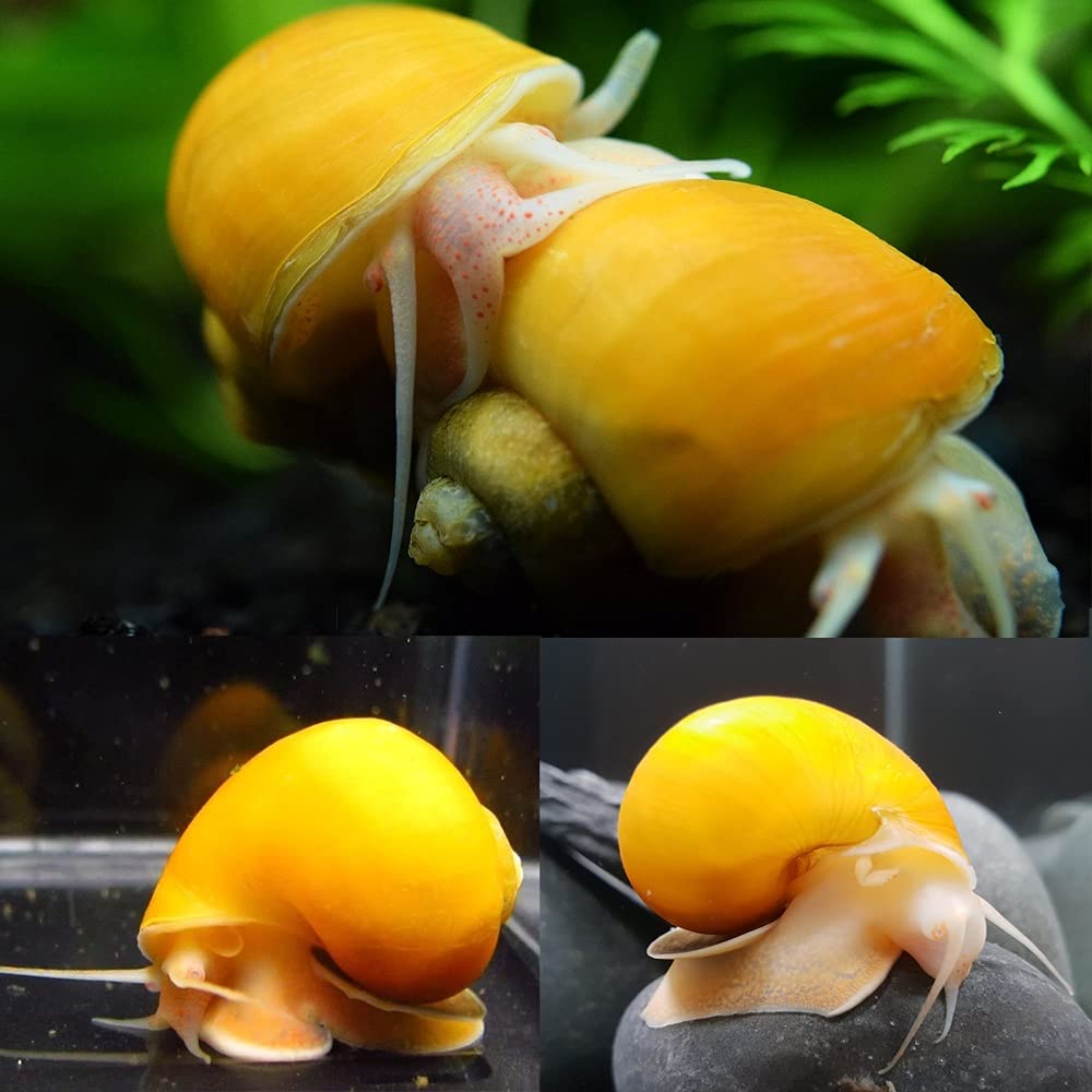 Golden Mystery Snail - 3 Snail Pack Live Freshwater Aquarium Snail