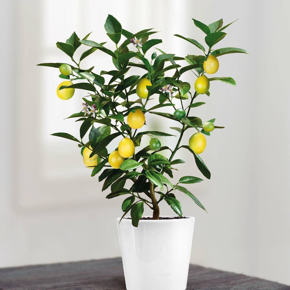 Mini Lemon Tree 25 cm - 1 Tree