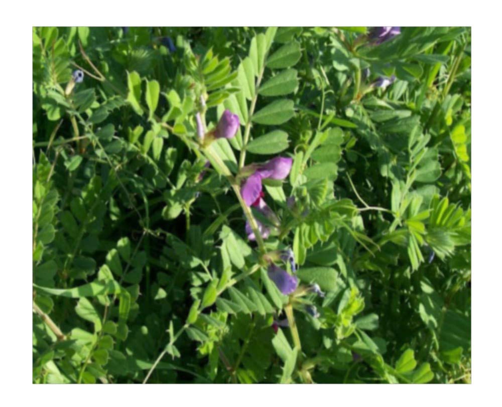 PREMIER SEEDS DIRECT Green Manure - TARES - 80GM (Organic Seed)