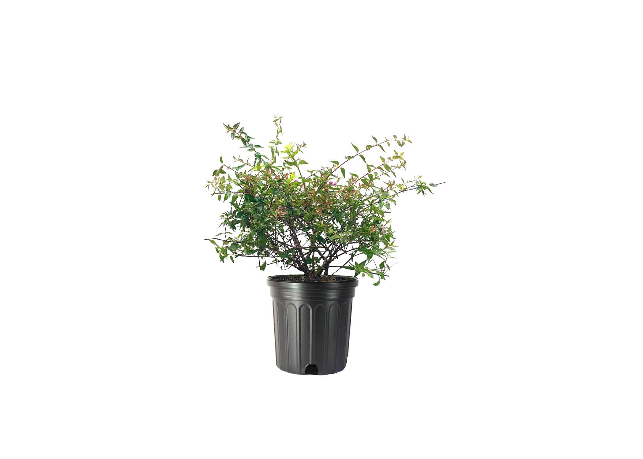 Abelia Grandiflora Edward Goucher | 1 Large Gallon Size Plant | Flowering Butterfly Attracting Shrub