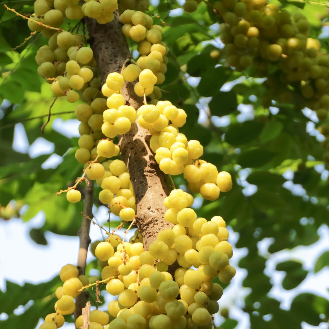 M-Tech Gardens Rare Star Gooseberry/Phyllanthus acidus (" Golden, Hybrid) Arinelli Seedling Exotic 1 Live Fruit Plant