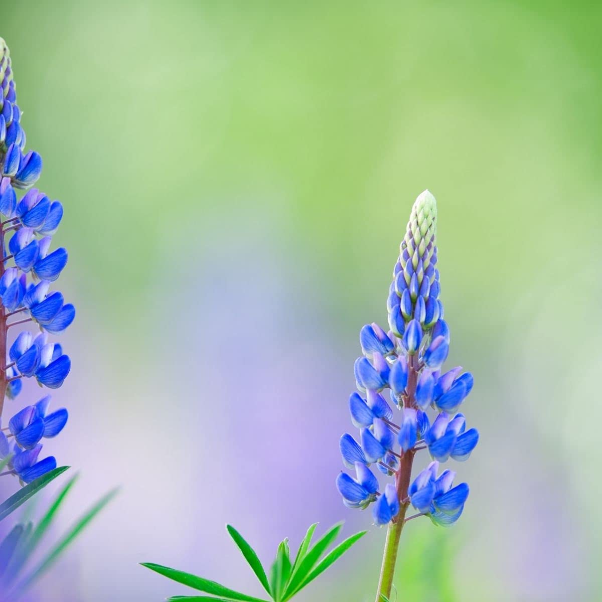 Green Manure - Blue Lupin Seeds - 10 Grams