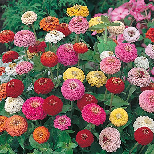 Nursery Live Rare Hybrid Zinnia " Sunbow Mixed " Exotic 30 Seeds for Growing