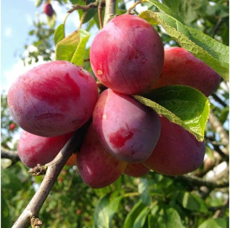 Satluj Purple Plum Aloo Bukhara Layering/Grafted Fruit Live Plant (1.5-3 Feet Height) For Garden Pack of 1