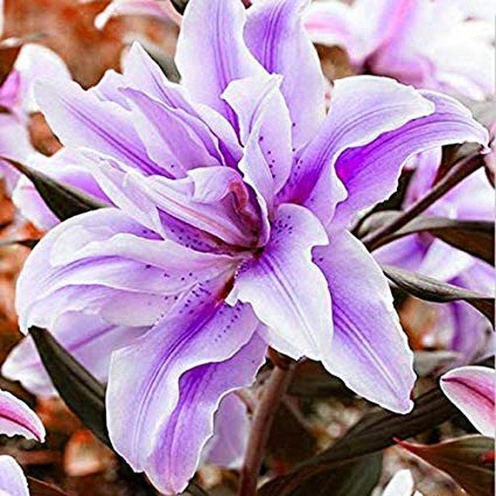 Amaryllis Bulbs Gift,Full of Mystery,Magical Hardy Green Leaf Balcony Rare Species Ornamental Value,Purple,1 Bulb