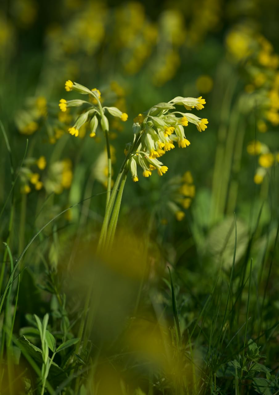 Primula veris | Cowslip | 6 Plug Plant