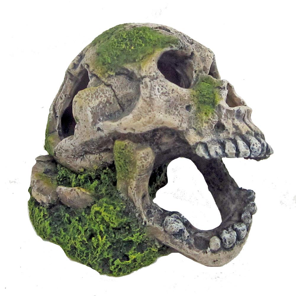 WAVE Skull with Moss H