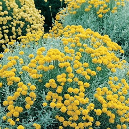 Santolina chamaecyparrisus/Cotton Lavender/Hardy Perennial/Seeds