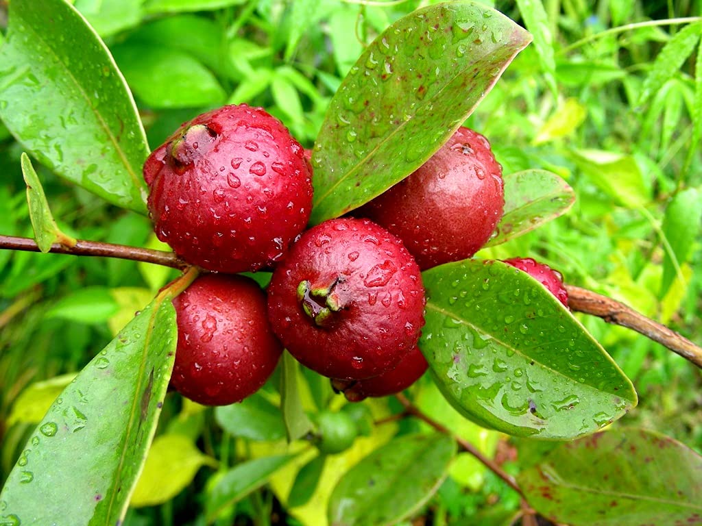 M-Tech Gardens Rare Red Strawberry Guava/Cherry Guava Live Plant - Medium Size (Psidium cattleyanum) Exotic Fruit tree 1 Plant in Polybag