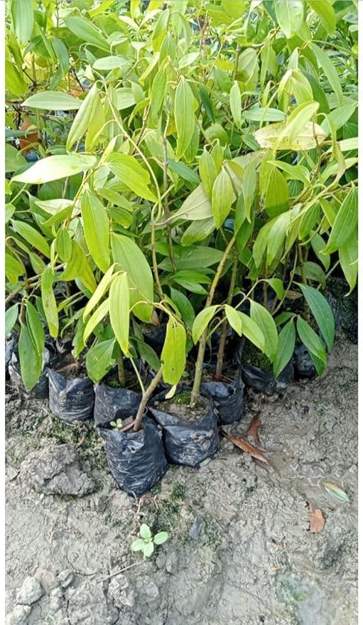 GOLDEN BLOOM Spices Plants Live Indian Bay Leaf Plant Tejpatta Spice tree 2 FT Height