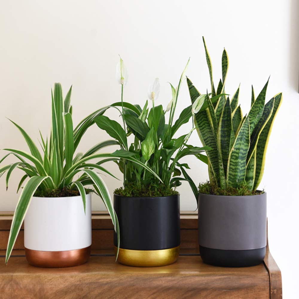 Air Purifying Plant Collection 3 Indoor House Plants Snake Plant, Peace Lily, Spider Plant, Perfect for Cleaning Air at Home in Office, 3X 12cm Pots One of Each by Thompson and Morgan (6))