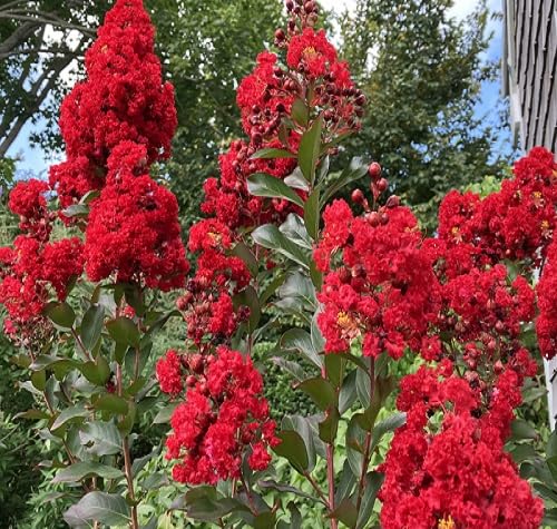 60pieces red lagerstroemia Flower Seeds