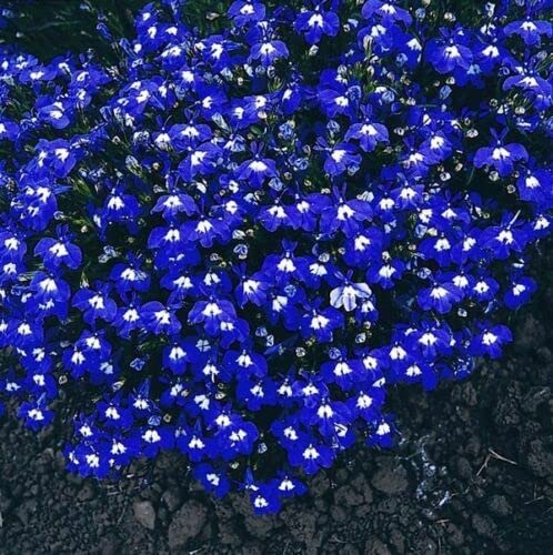 Lobelia Mrs Clibran