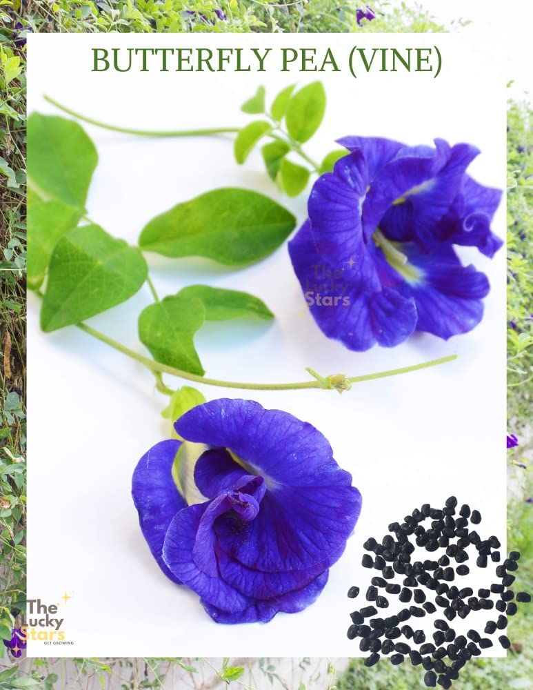 100 Butterfly Pea Flower Seeds - HOA Dau Biec - Blue Butterfly Pea Vine Seeds (Clitoria Ternatea) Asian Pigeonwings -Tropical Vine Plant Seeds- Edible Flower Seeds