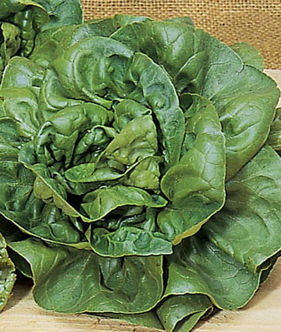 WILLVINEWillvine Heatwave Blend Lettuce 120 Seeds for Planting