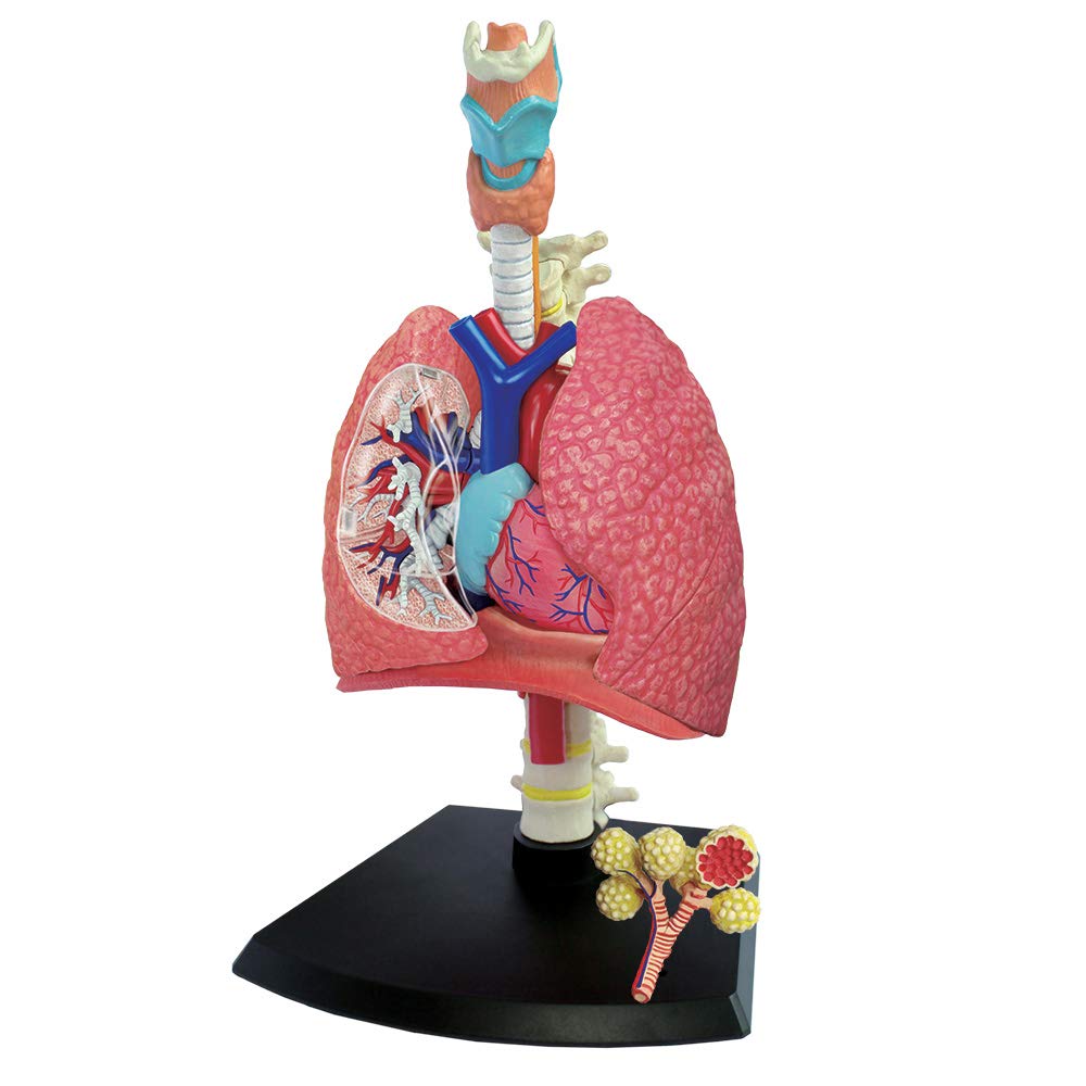 TEDCO 4D Respiratory System Model