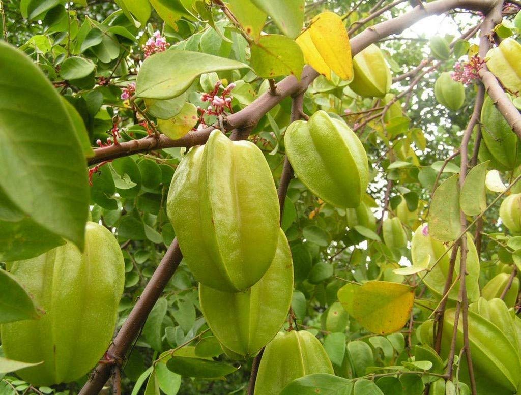 OhhSome Live Plant Star Fruit Carambola One Garden Plants for Home Fruit/Birambi/Carambola (1 Healthy Live Fruit Plant)