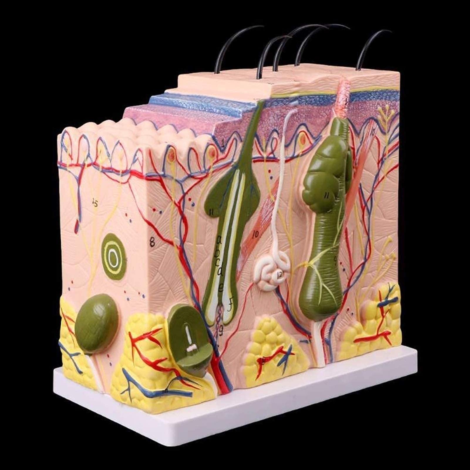 Body Model Human Torso Model Abicial Human Skin Model Human Skin Tissue Model 50X Enlarged with 25 Marks Teaching Medical Model Anatomical Model