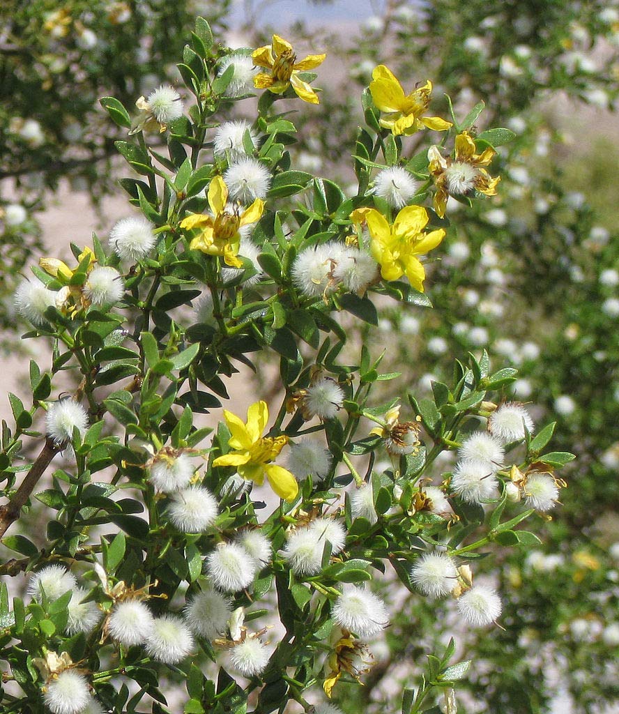 Creosote Bush (Larrea tridentata) (50 Seeds) - 2018 (076)