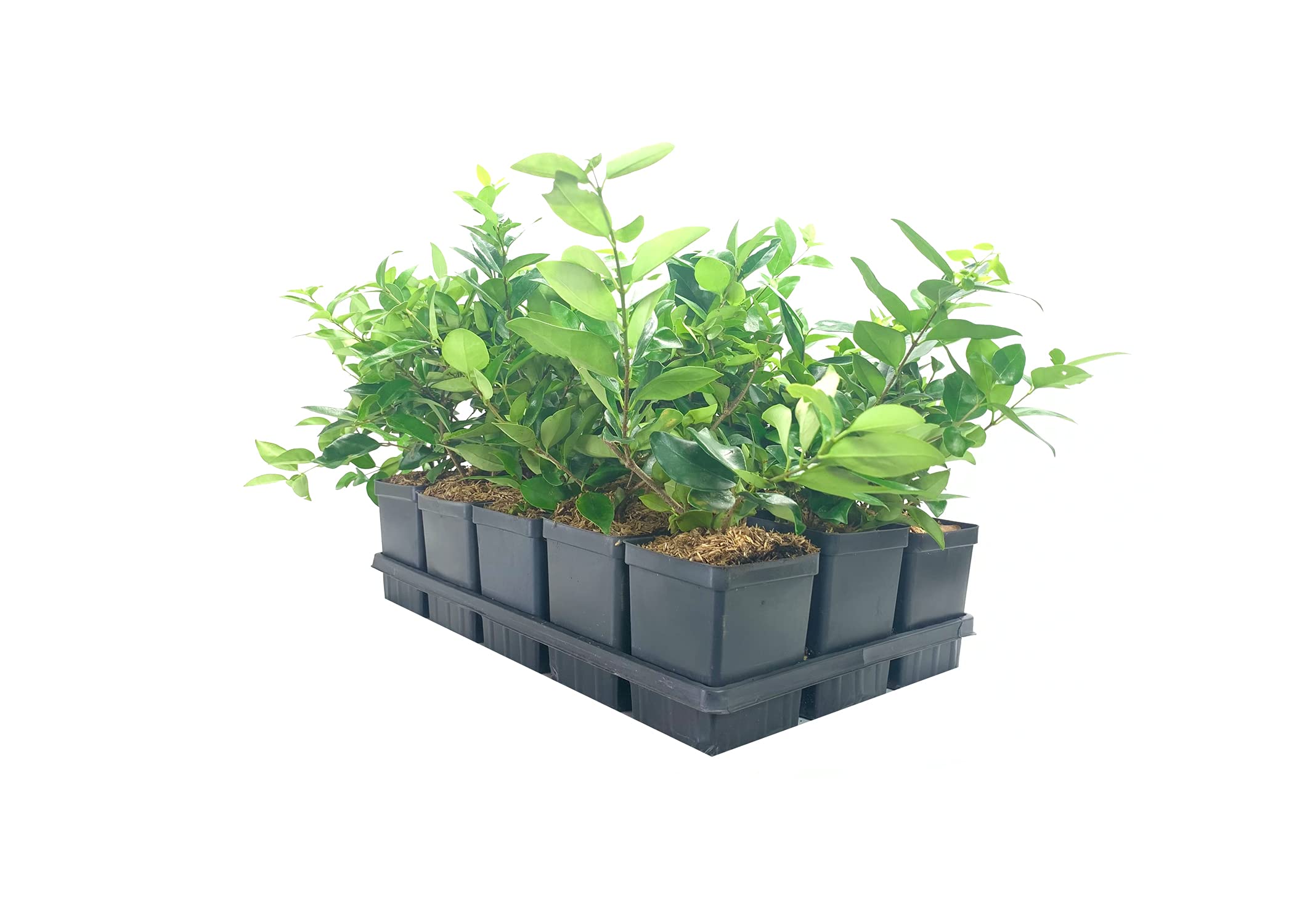 Ligustrum Waxleaf Privet - 5 Live Quart Size Plants - Blooming Evergreen Privacy Hedge